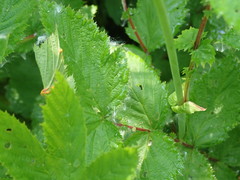 Triphragmium ulmariae
