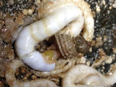 Trichotropis cancellata
