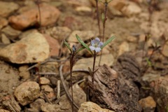 Phacelia leonis