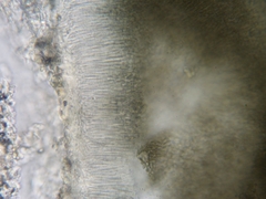 Trullula olivascens