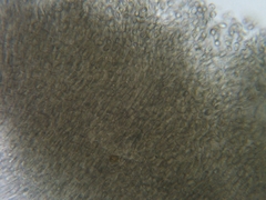 Trullula olivascens