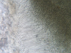 Trullula olivascens