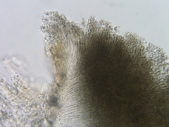 Trullula olivascens