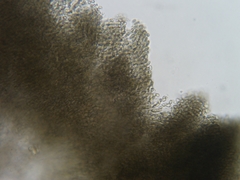 Trullula olivascens