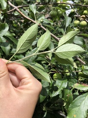 Malus orientalis