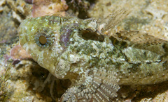 Trianectes bucephalus