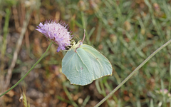 Gonepteryx cleopatra