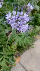 Anthophora quadrimaculata