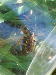 Nomada goodeniana