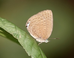 Arhopala epimuta