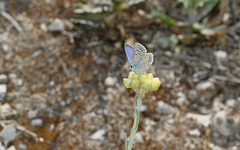 Polyommatus celina