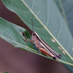 Phlaeoba antennata