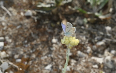 Polyommatus celina