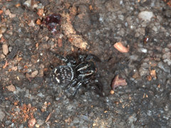 Saitis virgatus