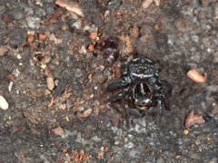 Saitis virgatus