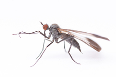 Rhamphomyia marginata