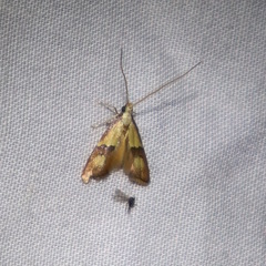 Crocanthes prasinopis