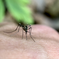 Aedes geniculatus