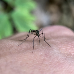 Aedes geniculatus
