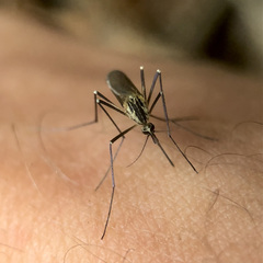 Aedes geniculatus