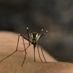 Aedes geniculatus