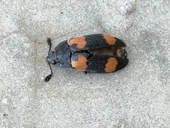 Episcapha quadrimacula