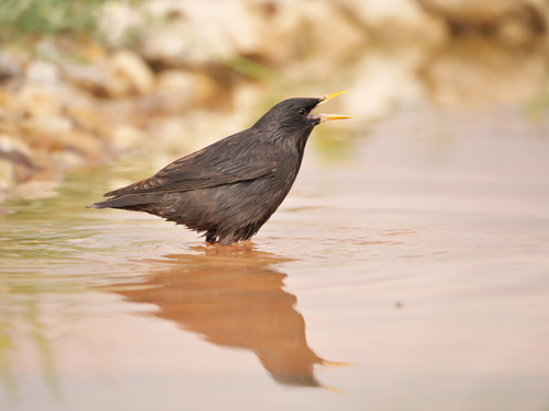 Spotless Starling, Toledo, España, photo 6 of 10