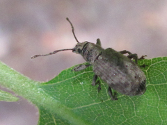 Nothomyllocerus illitus