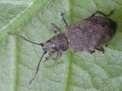 Nothomyllocerus illitus