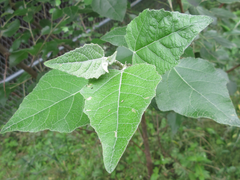Populus tomentiglandulosa