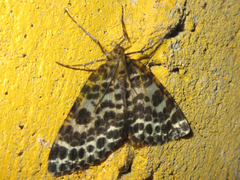 Arichanna melanaria