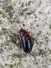 Loboptera
