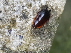 Loboptera