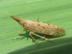 Terauchiana singularis