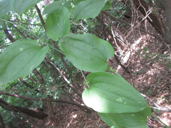 Smilax riparia