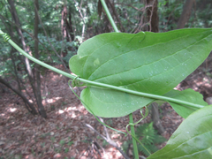 Smilax riparia