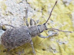 Nothomyllocerus illitus