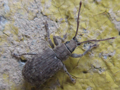 Nothomyllocerus illitus