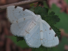 Lomographa bimaculata