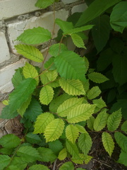 Ulmus