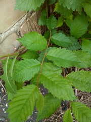 Ulmus