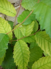 Ulmus