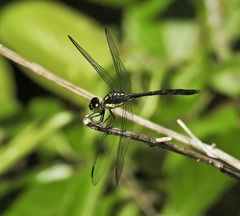 Agrionoptera longitudinalis biserialis