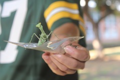 Stagmomantis limbata