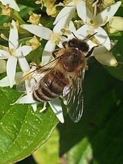 Apis mellifera