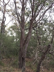 Eucalyptus agglomerata