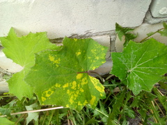 Tussilago farfara
