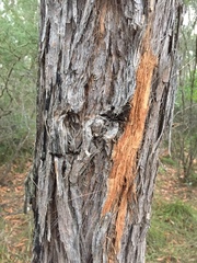 Eucalyptus agglomerata