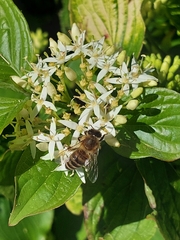Apis mellifera