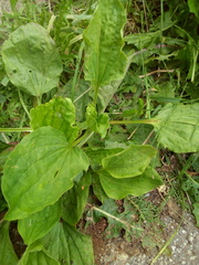 Plantago major
